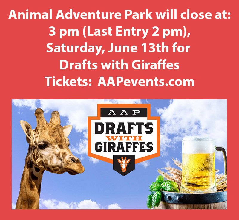 
Animal Adventure Park will close at 3 pm (Last Entry 2 pm)
       Saturday, June 13th for Drafts with Giraffes
                    Tickets:  AAPevents.com
Animal Adventure Park will close at 3 pm (Last Entry 2 pm)
       Saturday, June 13th for Drafts with Giraffes
                    Tickets:  AAPevents.com
