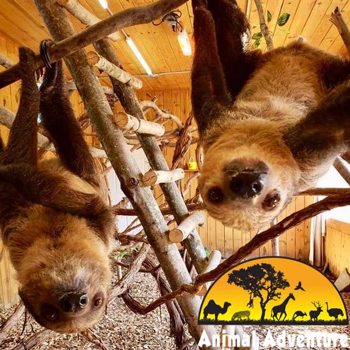 Animal Adventure Park | Sloth Encounter