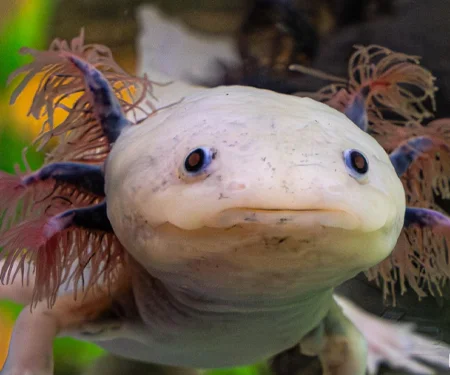 Axolotl